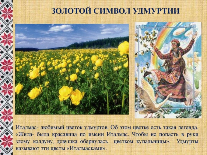 Цветок Италмас Цветок Италмас.